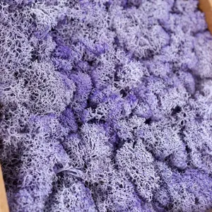 Preserved purple moss detail shot, soft texture, perfect for home decor and DIY crafts.