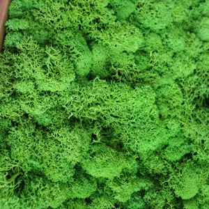 Detailed shot of green preserved moss material, perfect for DIY moss walls and home decor.