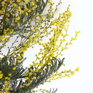 Natural dried mimosa bouquet yellow wattle flowers for home decor and festive arrangement.