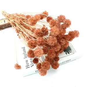Bouquet di fiori secchi naturali Scabiosa per decorazione domestica artigianato fai da te