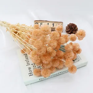 Bouquet di fiori di scabiosa secchi naturali, perfetto per composizioni floreali e decorazioni.
