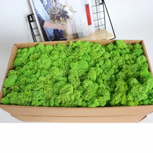 Preserved moss for DIY crafts, green moss wall decor, 500g box preserved floral material