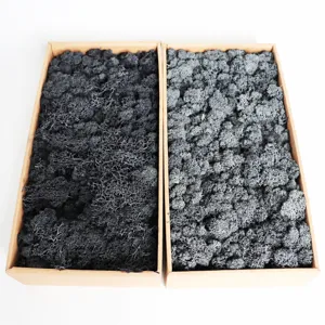 Preserved reindeer moss boxed for home decor DIY moss wall crafts and floral arrangements.