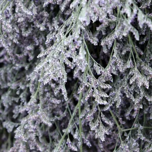 Bouquet di fiori di statice secchi dettaglio primo piano pianta naturale decorazione