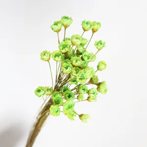 Natural green dried star flowers bouquet for home decor, floral arrangement and DIY craft use.