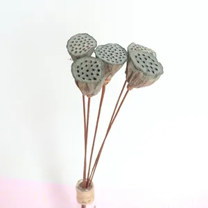 Dried lotus pods natural dry flower arrangement floral material detail shot rustic home decor botanical