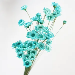 Blue dried star flowers bouquet for home decor DIY craft floral arrangement perfume decor.