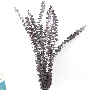 Natural preserved coin eucalyptus dried flowers for DIY wedding home decoration crafts.