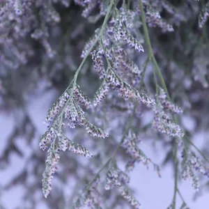 Dettaglio raffinato di fiori secchi di statice naturali, perfetti per decorazioni e accessori.