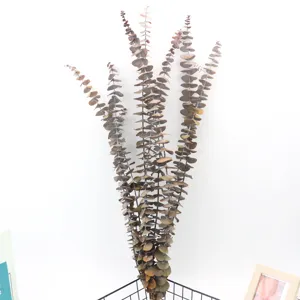 Detailed close-up shot of natural dried eucalyptus leaves branches for home floral decor.