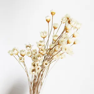 Detailed view of natural dried star flowers in white, perfect floral arrangement props.