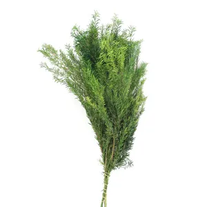 Preserved melaleuca green foliage detail shot, natural floral decoration material.