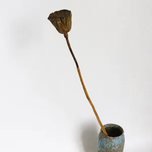 Dried lotus seed pod stem botanical flower arrangement floral decor detail shot for home styling