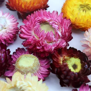 Colorful dried strawflower heads bulk for DIY floral crafts arrangement decoration