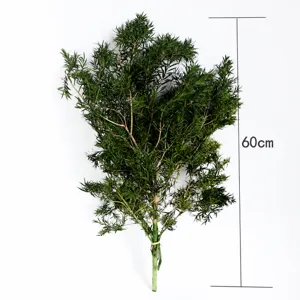 Preserved Melaleuca green foliage branch for wedding floral arrangement and home decoration.