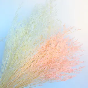 Natural dried preserved lover grass bouquet fluffy floral decor for home photography styling