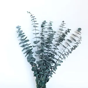 Close-up detail of natural preserved eucalyptus stems with round coin leaves for floral decor.