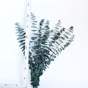 Preserved eucalyptus dry flower detail view, natural coin leaf plant branch for home decor.