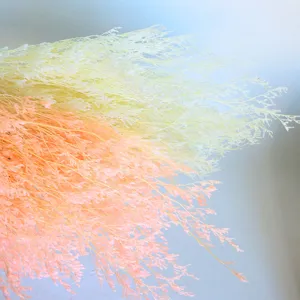 Detail shot of preserved dried statice flowers in pink and yellow for home decor and photo prop.
