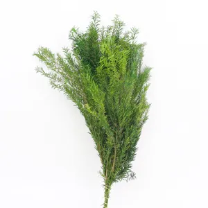 Preserved green foliage branches natural plant material for floral arrangement decor