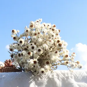Natural dried everlasting flowers bouquet for Nordic home decor, small daisy floral arrangement.