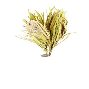 Natural dried Banksia flower bouquet with serrated leaves for home decor and floral art.
