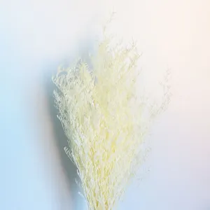 Preserved white statice dried flowers bunch for home decor and photography props backdrop.