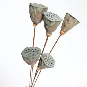 Natural dried lotus pods with stems floral arrangement bouquet DIY home decor craft supplies