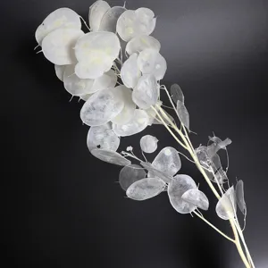 Natural dried silver dollar grass for home decor, wedding arrangement, and photography props.