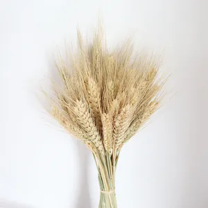 Natural dried wheat stalks bouquet golden harvest ears for home decor floral arrangement.