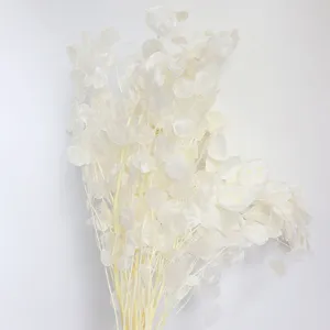 Preserved dried Lunaria silver dollar flower bunch for home decor wedding props main image.