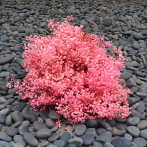 Pink dried baby's breath detail shot, beautiful floral decor for home and crafts.