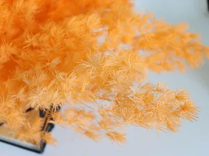 Preserved orange asparagus fern detail shot, perfect for DIY floral crafts, gift boxes and glass domes.