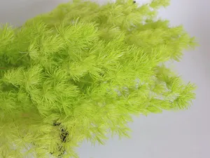 Preserved asparagus fern greenery for DIY floral gifts, glass covers, and home decor.