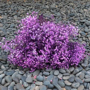 Detailed view of vibrant purple preserved baby's breath dried flowers for home decor.