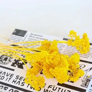 Vibrant yellow dried flowers for home decor, DIY floral crafts, photography props and glass covers.