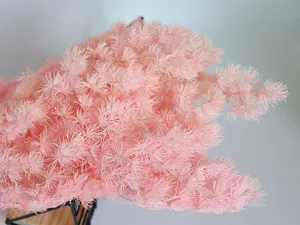Pink preserved asparagus fern DIY floral material for gift box glass cover crafts decor.
