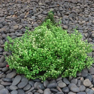 Detail view of preserved green baby's breath dried flowers for home decor and floral arrangements.