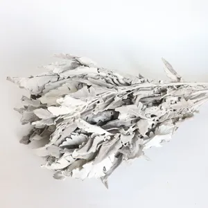 Dried dusty miller leaves bouquet, natural silver foliage for floral arrangement and wedding design.