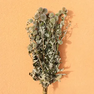 Primo piano dettagliato del bouquet di fiori secchi di cardo azzurro, decorazione.