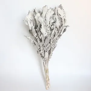 Detailed shot of natural dried silver ragwort leaves bouquet, wedding floral arrangement prop.