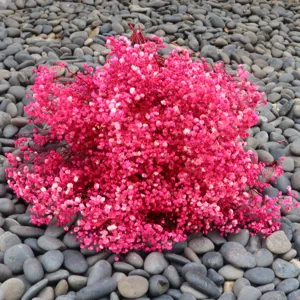 Detailed close-up of vibrant pink preserved baby's breath dried flowers on grey decorative pebbles.