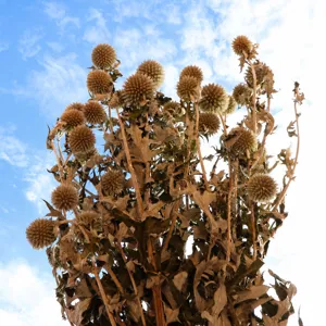 Fiori di cardo globoso secco bouquet di piante naturali per decorazioni floreali di nozze casa