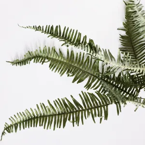 Natural dried fern leaves, perfect for DIY flower bouquets and home floral decoration.