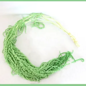 Geconserveerde hangende amarant bloem groene plant decoratie voor bruiloft thuis.