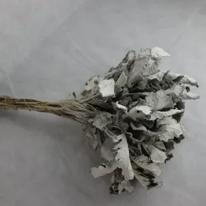 Detailed view of dried silver ragwort flower bouquet with natural white foliage for decor.
