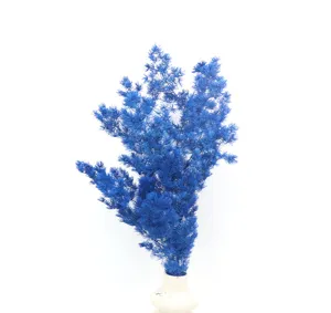 Blue preserved asparagus fern dried flowers for DIY gift box glass cover decor crafts.