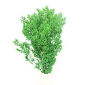 Detail of green preserved asparagus fern in white vase, ideal for DIY floral crafts.