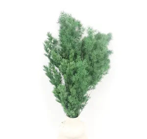 Close-up of preserved green pine foliage, delicate texture for DIY floral arrangements.