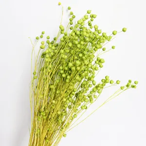 Dried green flax seed pods bunch natural floral arrangement home decor botanical ornament